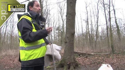 Comment apprendre à son chien à ne pas bouger ? (partie 1- au tapis)