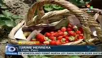 Al alza la participación de la mujer peruana en labores agrícolas