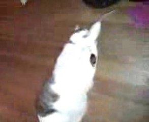 20121225_203152 (1) max my friends cat what a cute cat.