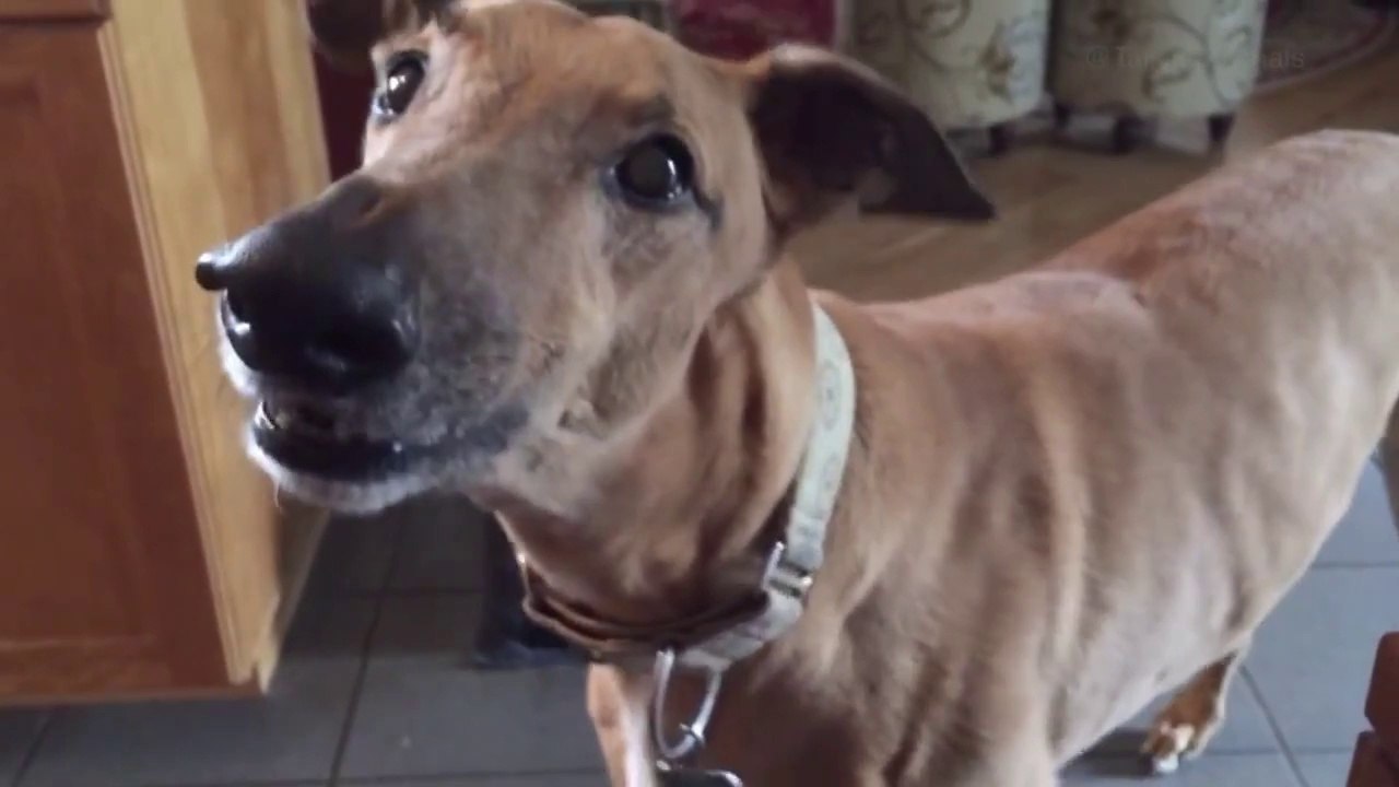 Funny Dog With Chainsaw Sounds !!