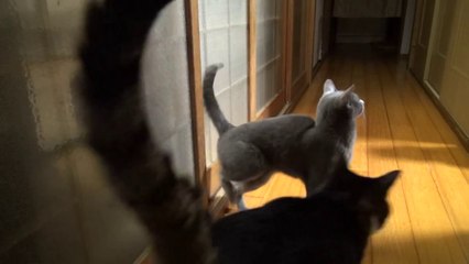 Leg knocking door cat