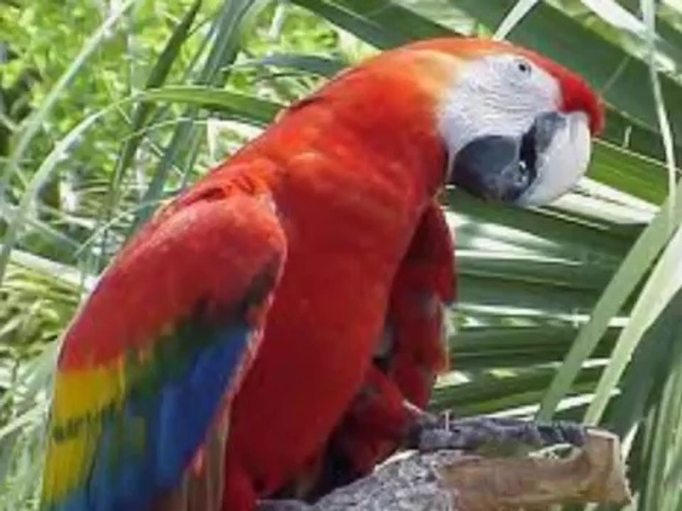 THE PROJECT LIVE ISLE PARAGUAY 640 x 480 with impressions