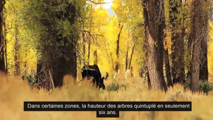 Comment les Loups changent les rivières