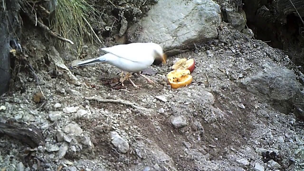 Un merle blanc aux Vigneaux