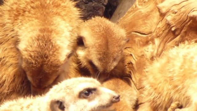 Sleepy Meerkat Struggles to Stay Awake