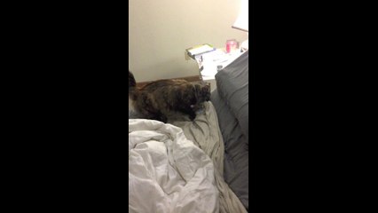 Heath Detweiler weirdo cat!