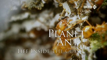 Planeta Formiga [BBC HD]