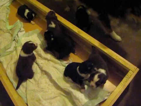 Chiots Bergers Australiens de 3 semaines