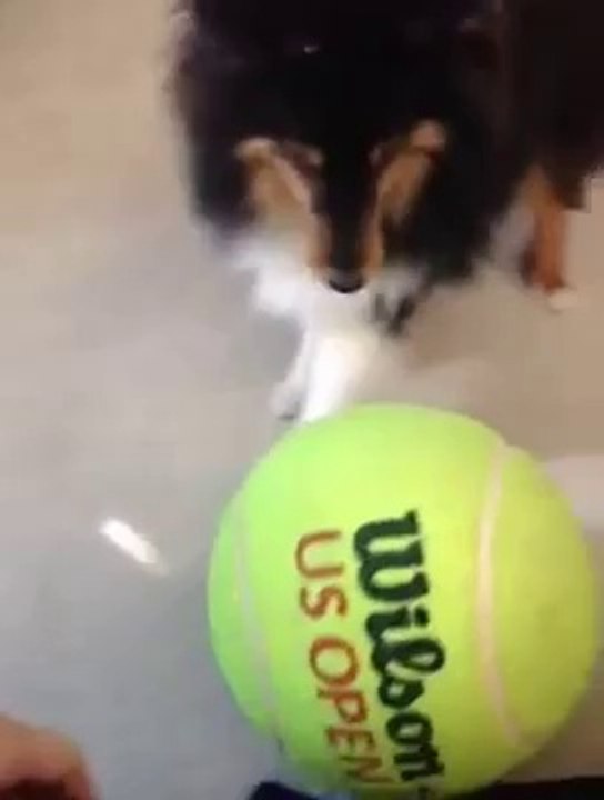 Big Ball or Tiny Dog?