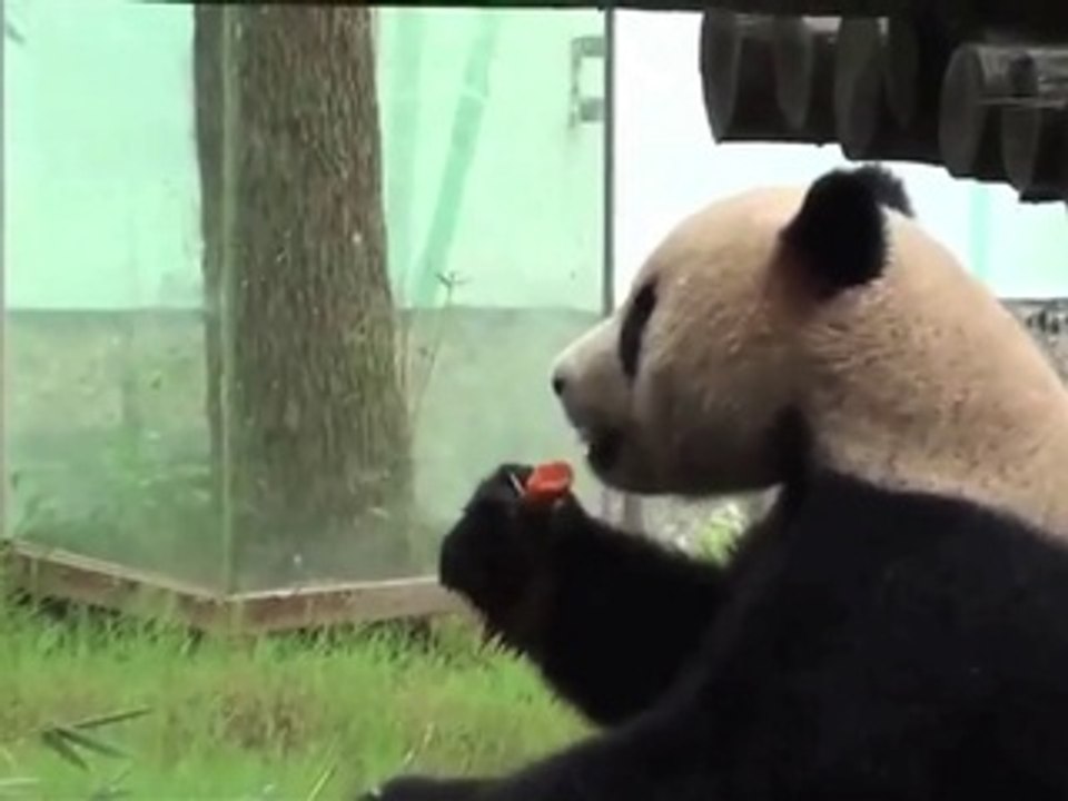 Les deux pandas belges