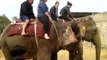 Enjoy Elephant safari in jaipur with trained Elephants @ Elefamily.co