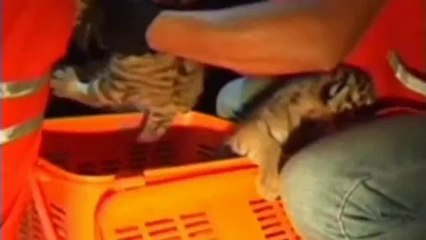 Five tiger cubs rescued in Thai smuggling plot