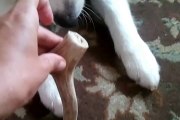 Antlers for Dogs - Elk Antler Dog Treats Are The Best Dog Chew Bones!