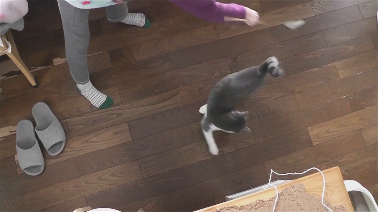 kawaii,ミオミオが目を回した！kawaii,Miomio got dizzy round and round!