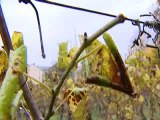 Côte-d’Or : un viticulteur refuse de traiter ses vignes avec des insecticides, il est convoqué devant le tribunal