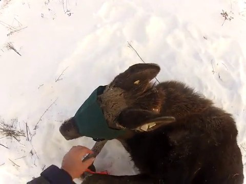 Un Elan défonce un gars. Pas très reconnaissant l'animal!
