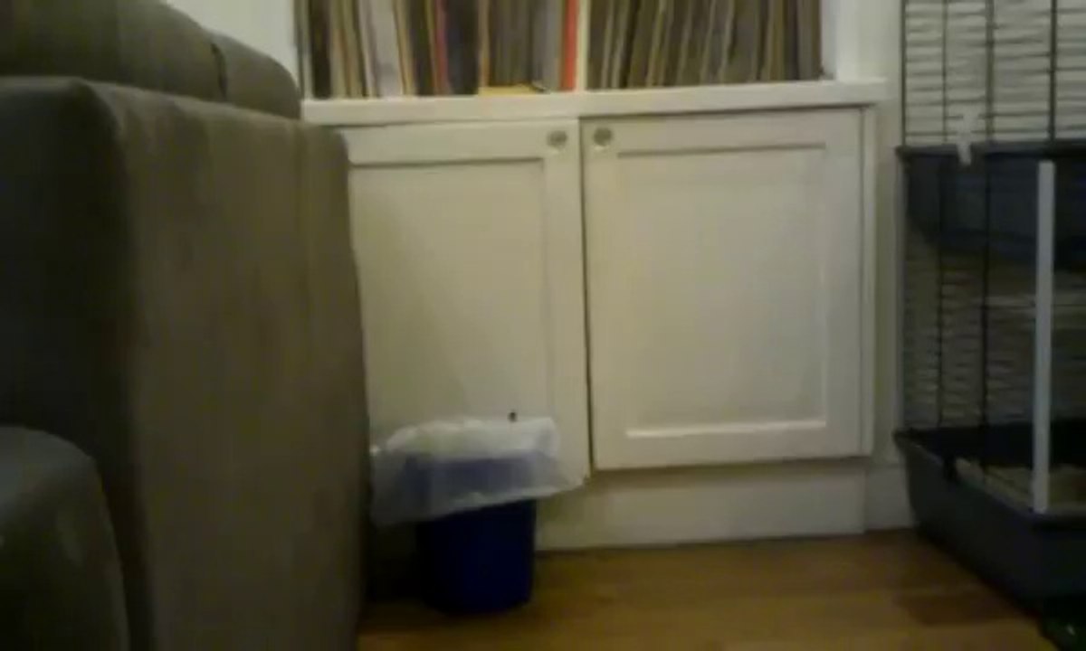 Cute Rabbit Takes a Tumble