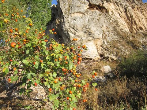 Yıldız Beldesi (AKŞEHİR) Resimleri Slaytı
