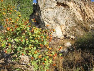 Yıldız Beldesi (AKŞEHİR)  Resimleri Slaytı