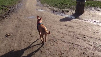 Aitch - Bois de Vinceness 21 février 2014