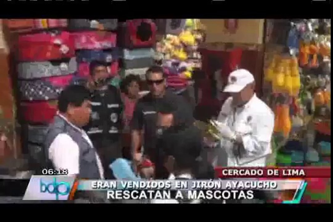 Rescatan a cachorros y gatos que eran vendidos ilegalmente en Jr. Ayacucho