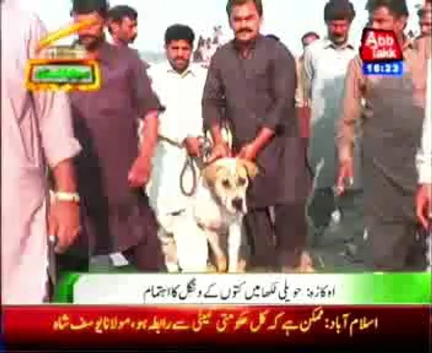 Okara arrangement of dog fighting in Haveli Lakha