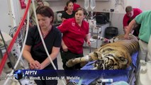 Tigre de Sumatra passa por check-up