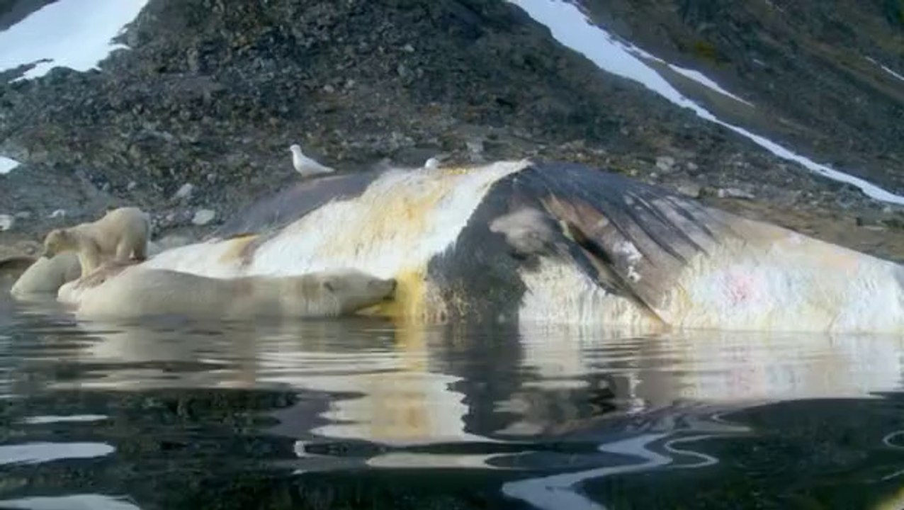 Polar Bear 1