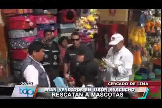 Rescatan a cachorros y gatos que eran vendidos ilegalmente en Jr. Ayacucho