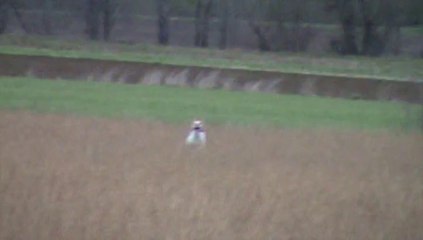 Héra de Cazaous à 8 mois....