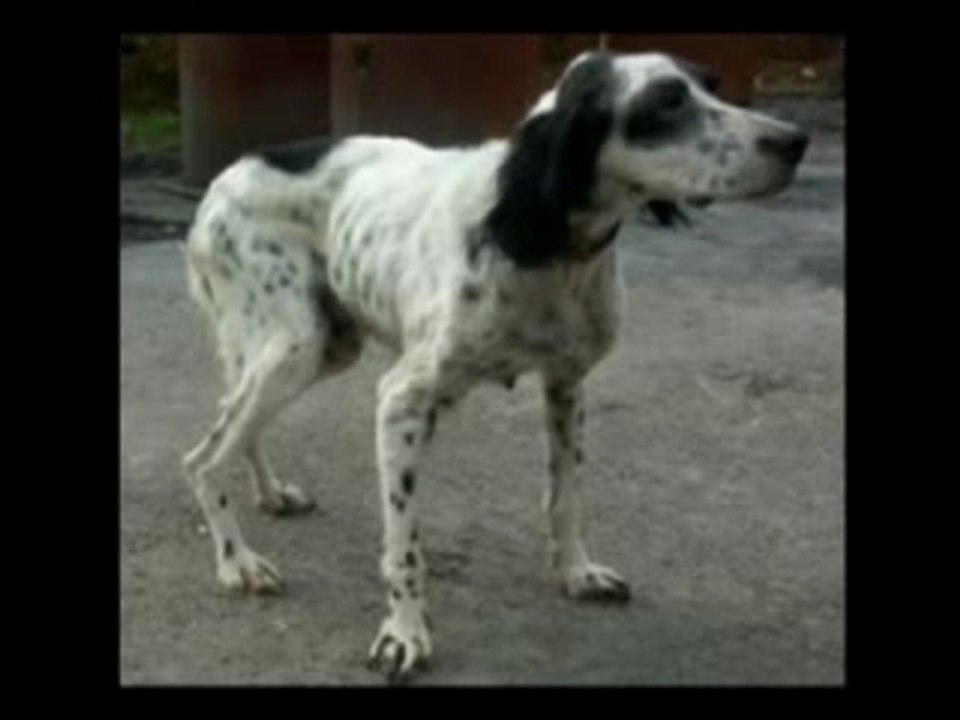 Ein Licht für Millionen Tiere