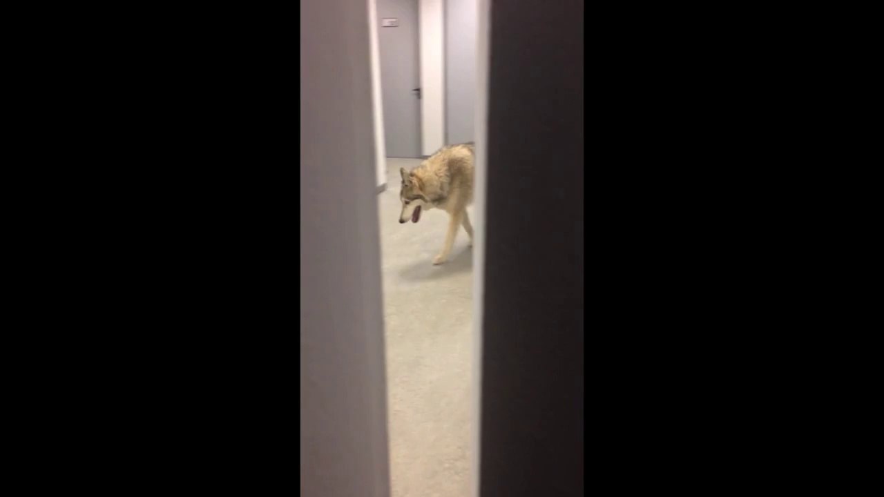 Epic #SochiFail- Wolf in my hall