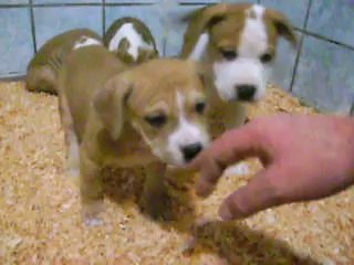 vidéo du 21.02.14 des B.B Esperansa et Bony