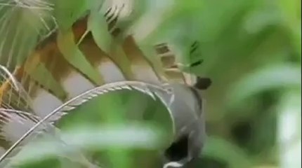 Sparrow have different voices