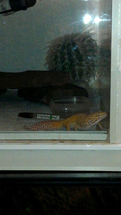 saphira leo gecko