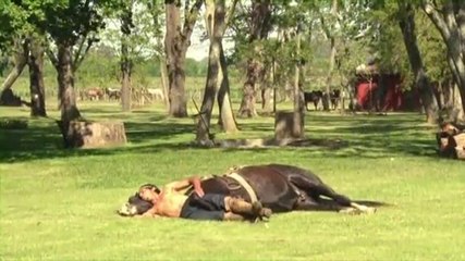 Doma India Horse Taming