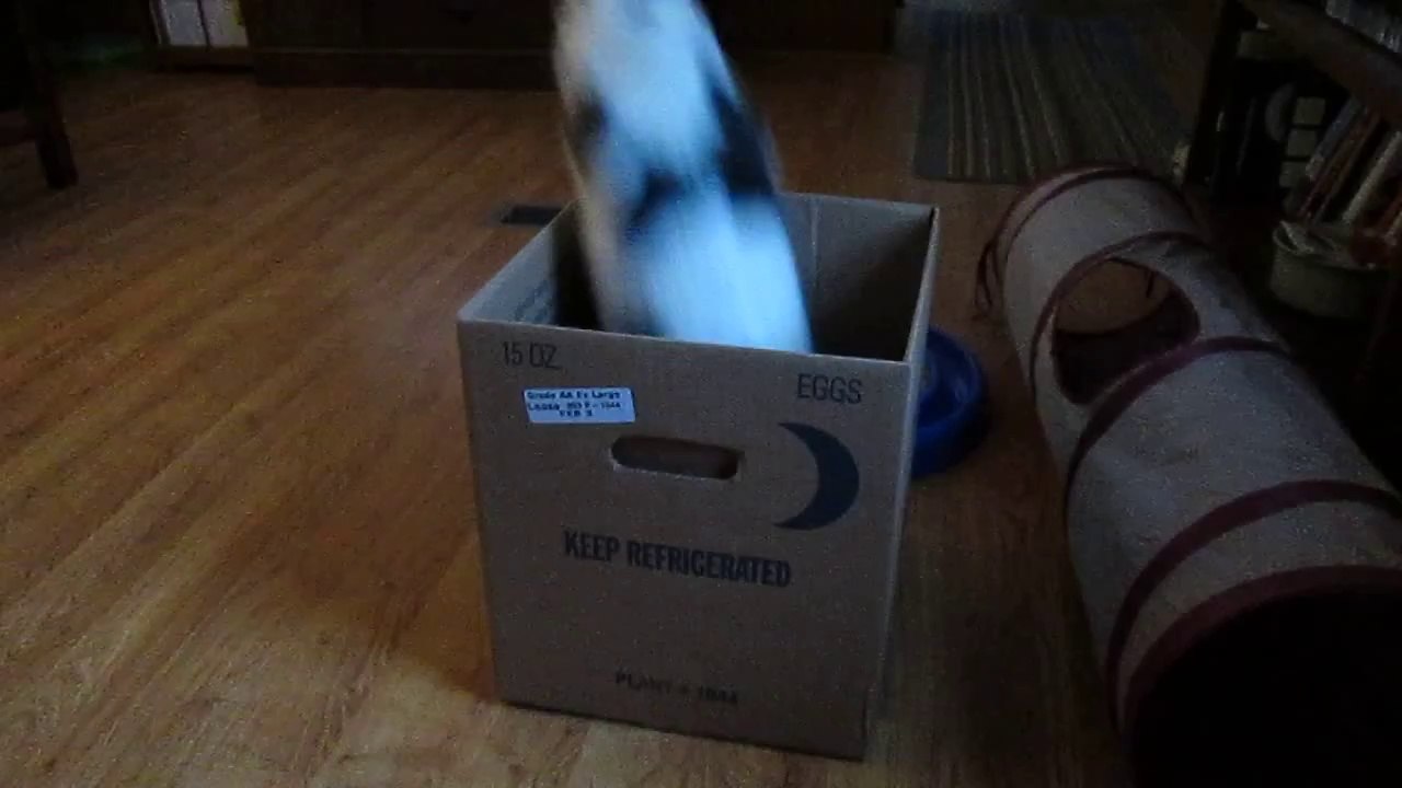 Paws in the Box
