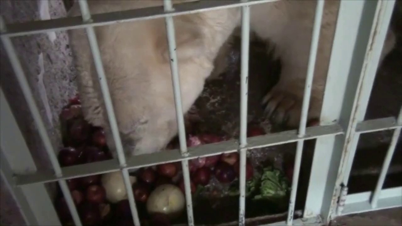 Oso Arturo