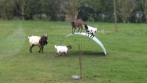 Videos de Risa: Cabras divirtiendose como niños (tepillao.com)