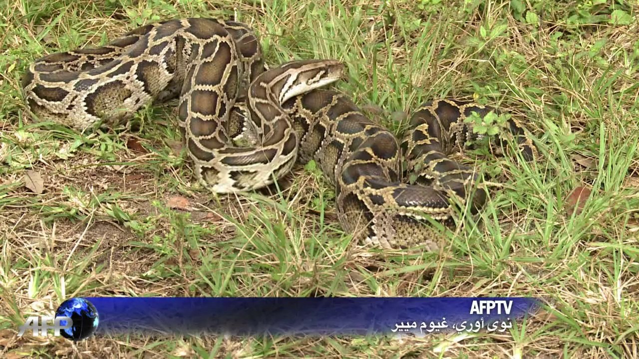 فلوريدا تعاني من غزو الثعابين البورمية