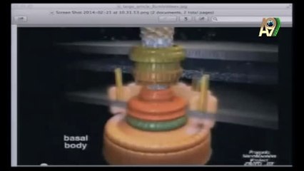 Olağanüstü bir mühendislik yapısı: Bakteri kamçısı