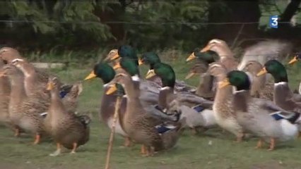Sassetot-le-Mauconduit (76)  :  le renouveau du carnard "de Rouen"