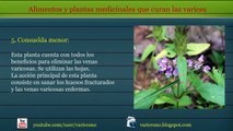 Plantas medicinales y alimentacion para curar las varices