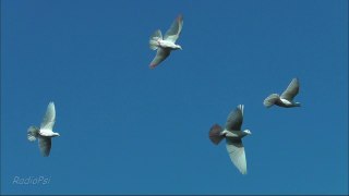 Suzi's Doves Resurrection - Flocking ( Slow Motion )