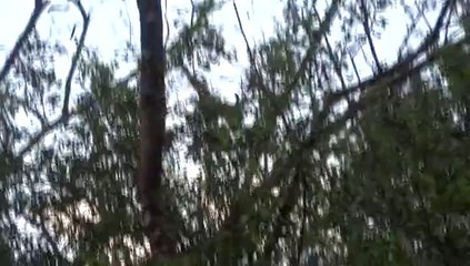 Moorning Gym for spyder monkeys in Tortugero national parc Costa Rica