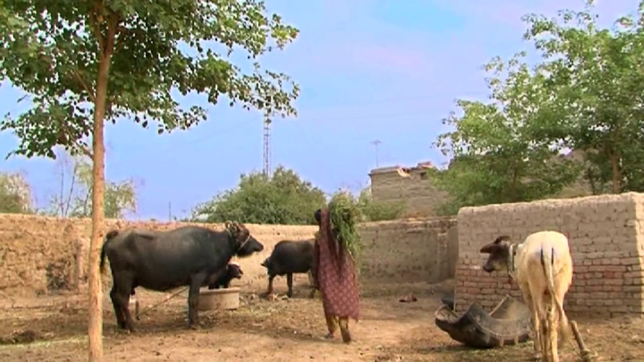 Tribal Trouble Documentory