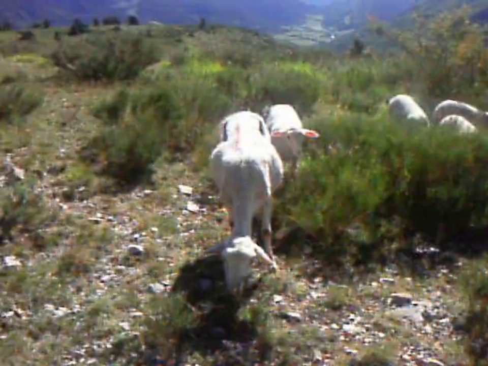 le troupeau de brebis en plein alpage dans les hautes alpes