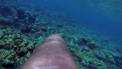 dolphins pod 2 part 1