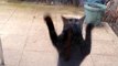 Un chat fait des signes car il veut rentrer : Hilarant!