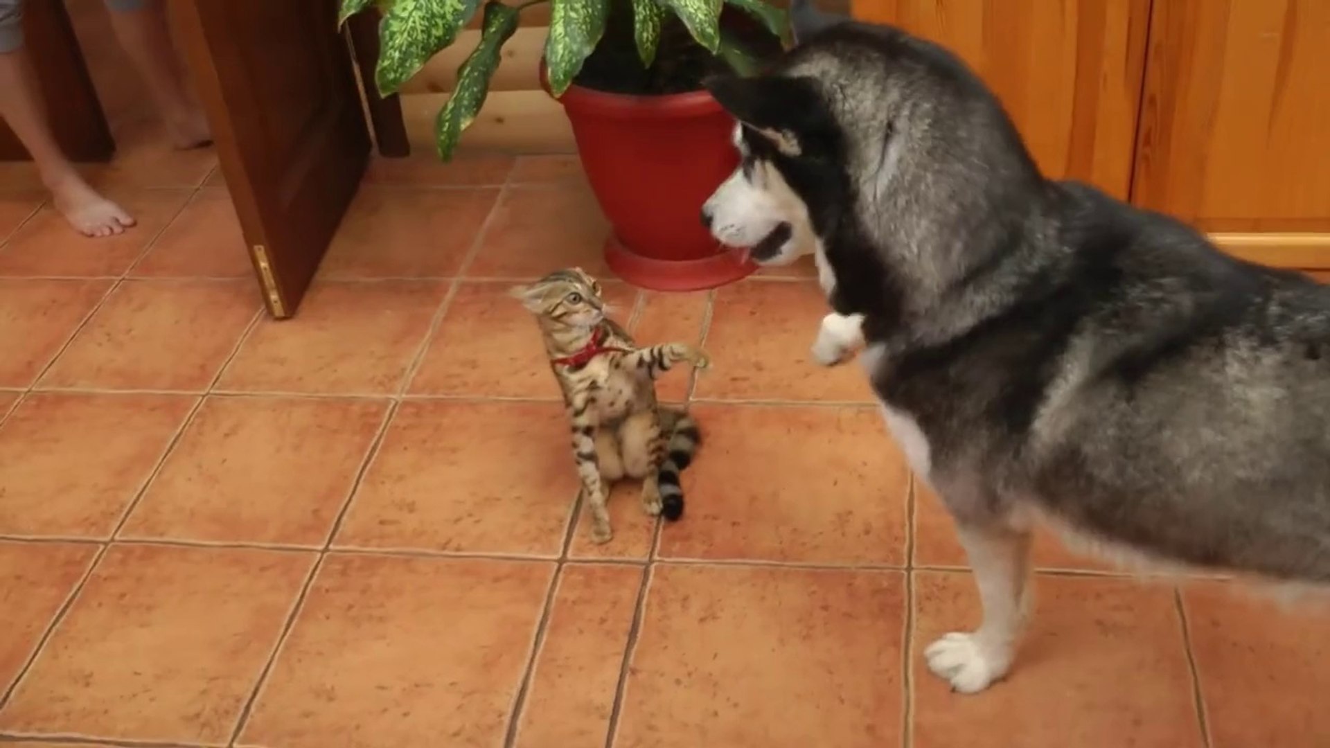 Un Husky Trop Mignon Essaie D Etre Ami Avec Un Chat Video Dailymotion